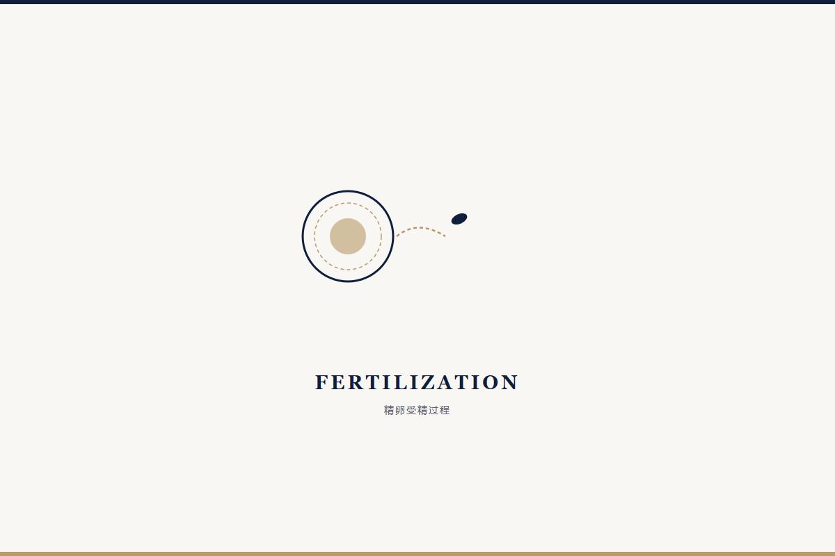 精卵受精与胚胎形成过程 精卵受精与胚胎形成过程